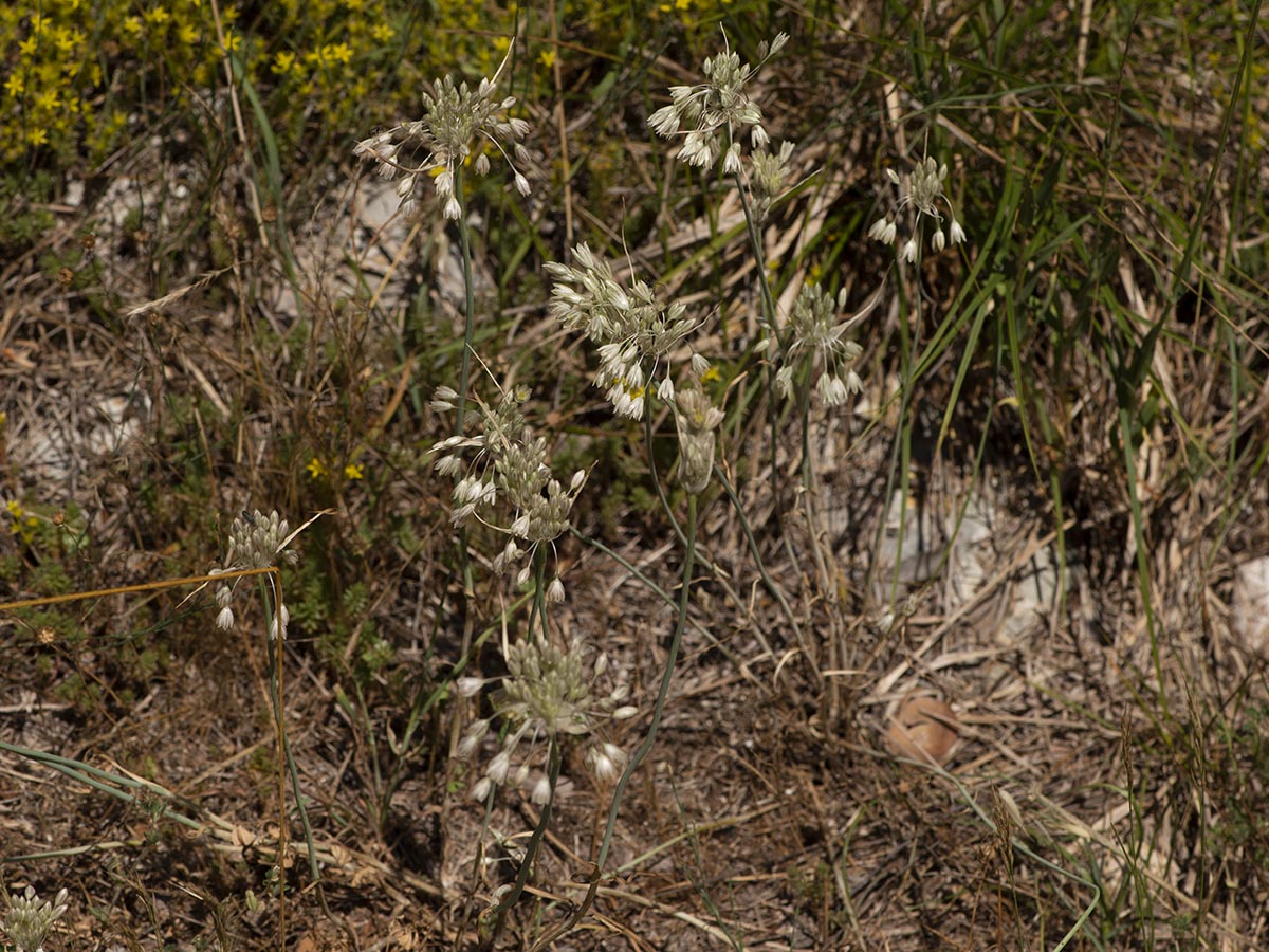 Habitus